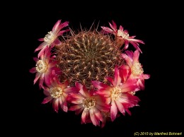 Sulcorebutia spec. nov. v. comarapa KV249 2300